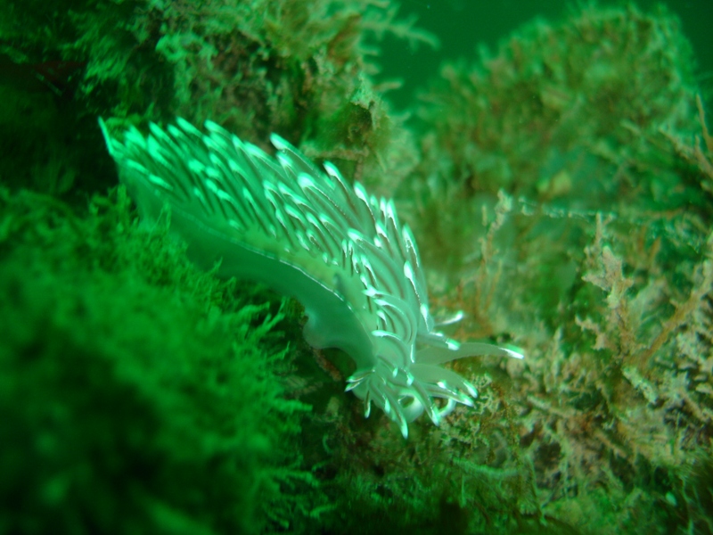 white nudi.JPG